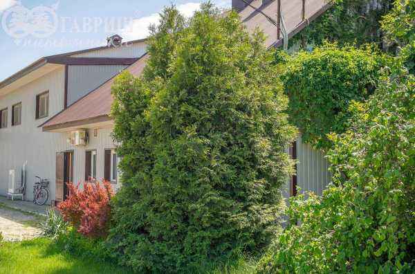 Купить туя западная columna деревья и растения