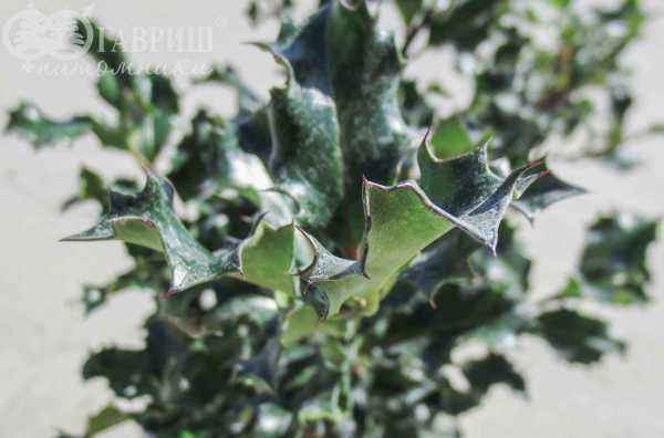 саженцы Падуб Мезерва Blue Angel