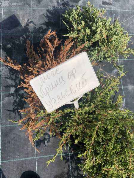 Купить можжевельник горизонтальный prince of wales деревья и растения