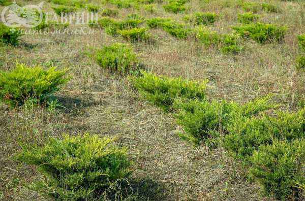 Купить можжевельник средний mordigan gold деревья и растения