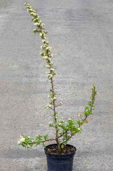 саженцы Пираканта Red Column