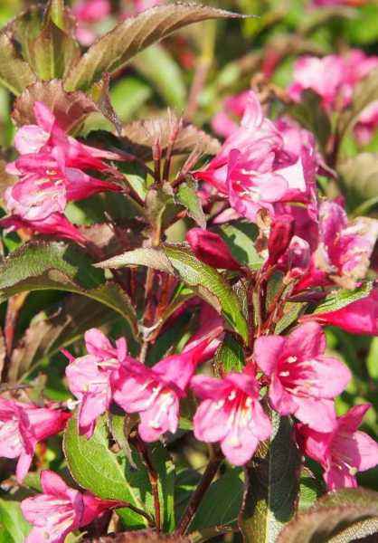 саженцы Вейгела цветущая Rumba