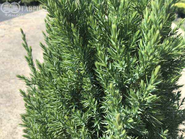 Купить можжевельник китайский stricta деревья и растения