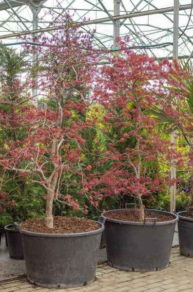 Саженцы клен пальмолистный garnet