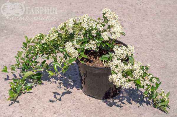 саженцы Пираканта шарлаховая Soleil d'Or