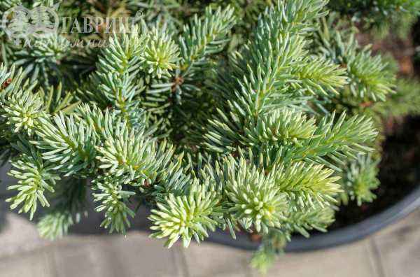 Купить ель колючая  blue mountain деревья и растения