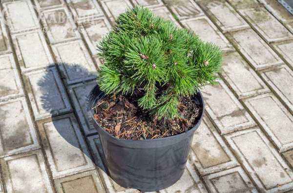 Купить сосна горная ofenpass деревья и растения