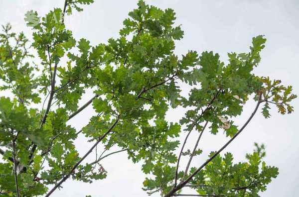 Саженцы дуб красный