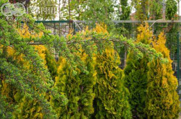 саженцы Кедр деодара Pendula