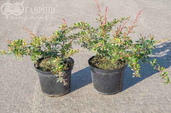саженцы Барбарис Тунберга Natasza