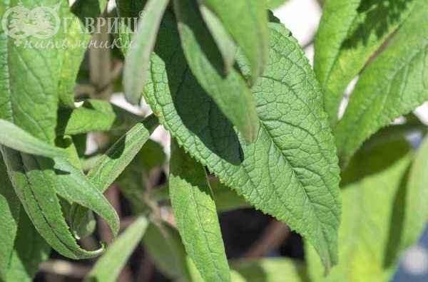 саженцы Буддлея Давида Pink Delight