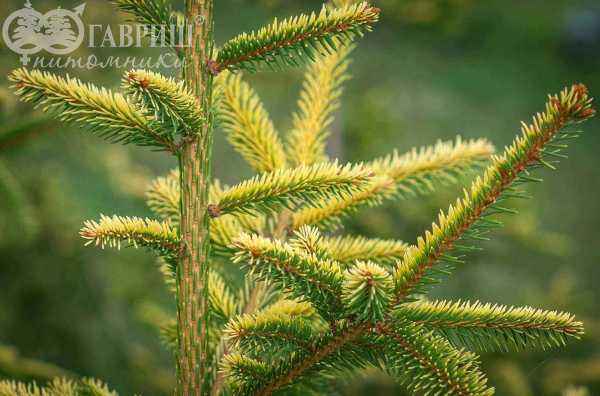 Купить ель восточная aureospicata деревья и растения