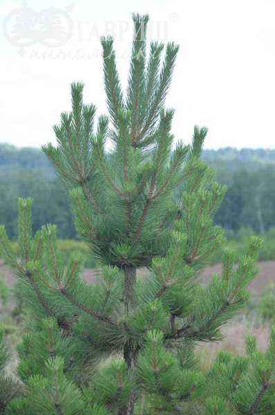 Купить сосна черная деревья и растения