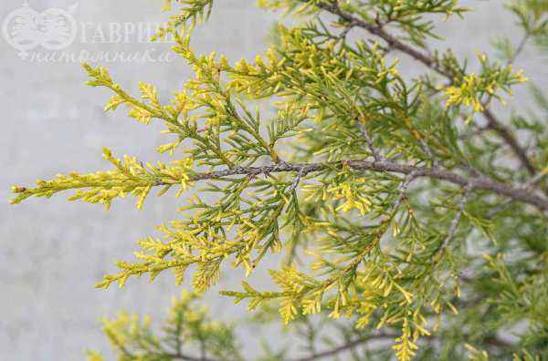 Купить можжевельник китайский keteleeri деревья и растения