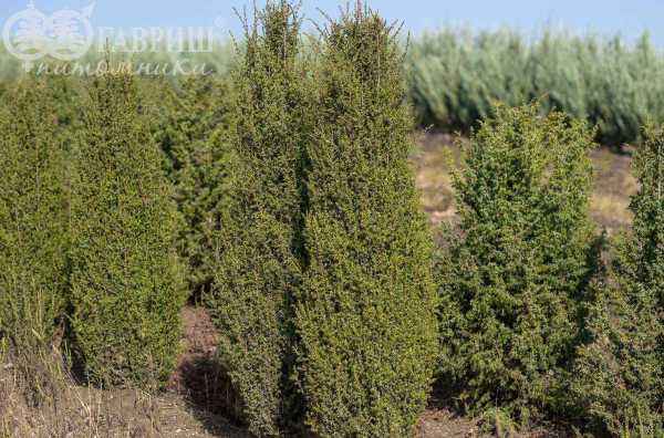 Купить можжевельник обыкновенный arnold деревья и растения