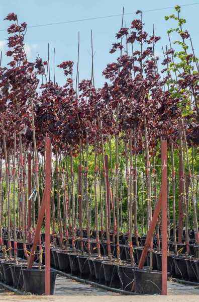 Саженцы клён остролистный royal red