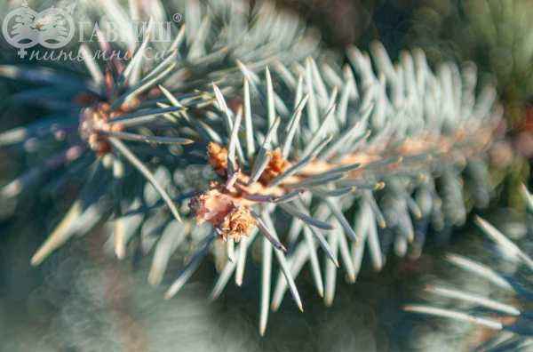 Купить ель колючая  schovenhorst деревья и растения