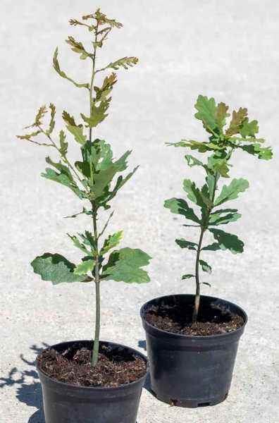 Саженцы дуб черешчатый