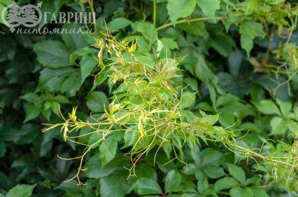 саженцы Партеноциссус (виноград девичий) пятилисточковый