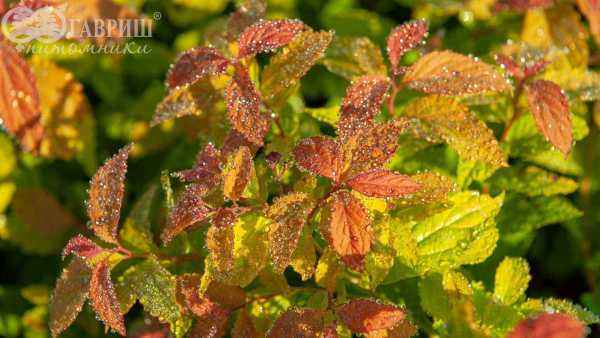 саженцы Спирея японская Goldflame