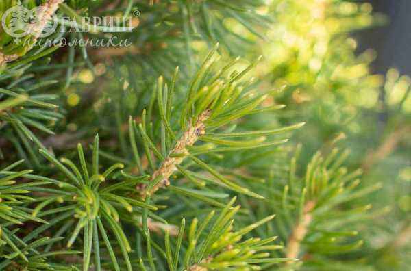 Купить ель обыкновенная tompa деревья и растения