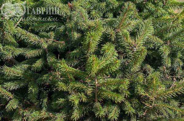 Купить ель обыкновенная nidiformis деревья и растения
