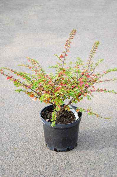 саженцы Кизильник горизонтальный