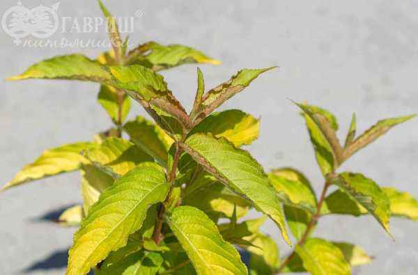 саженцы Вейгела цветущая Aurea