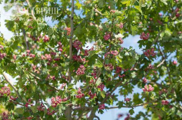 Саженцы боярышник обыкновенный (колючий) paul's scarlet