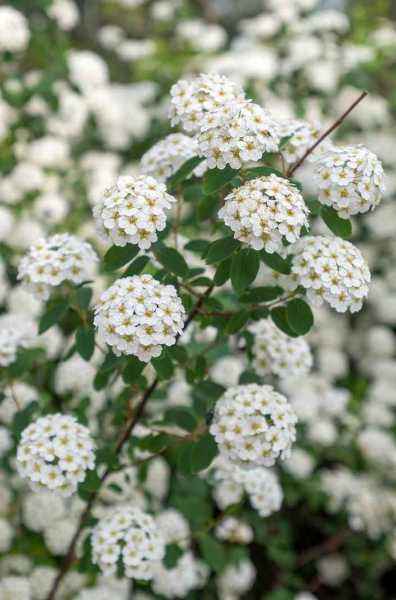 саженцы Спирея Vanhouttei