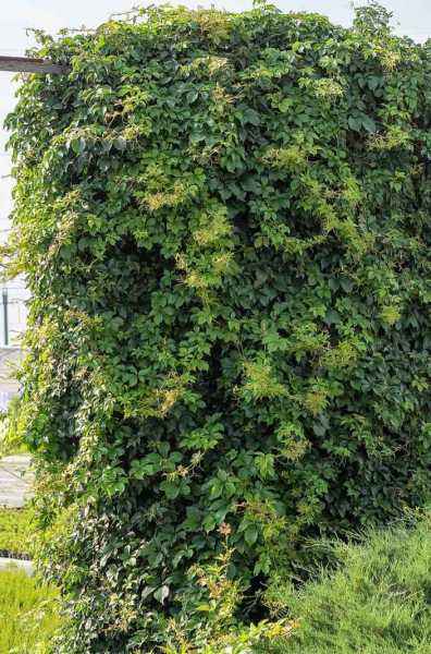 саженцы Партеноциссус (виноград девичий) пятилисточковый