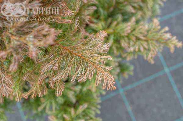 Купить кипарисовик горохоплодный boulevard деревья и растения