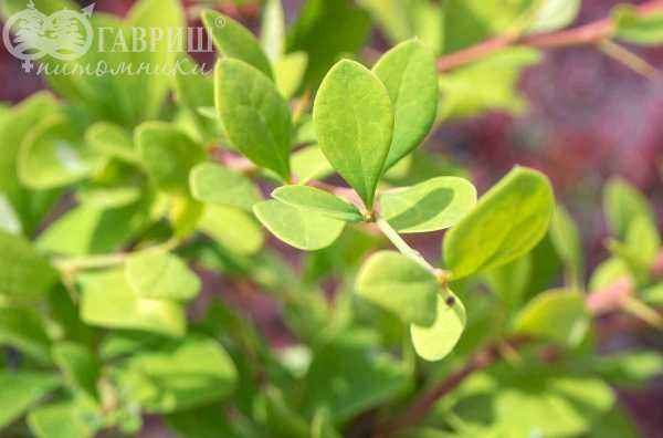 саженцы Барбарис Indian Summer