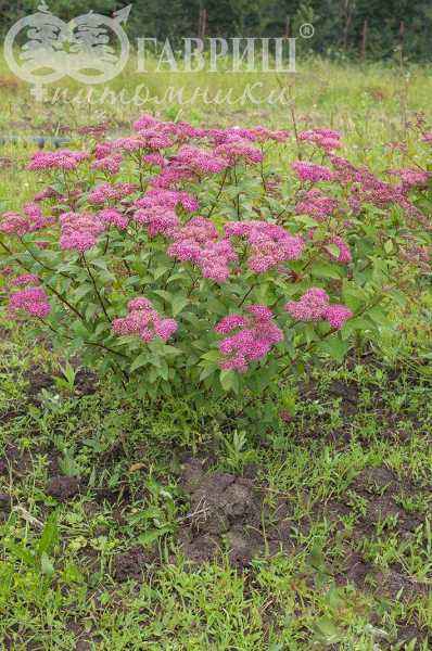 саженцы Спирея японская Anthony Waterer