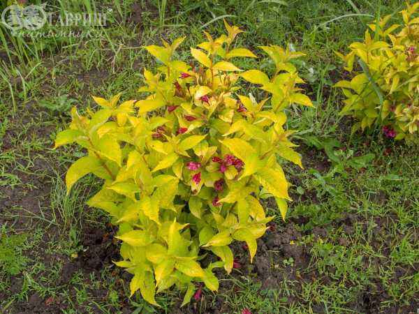 саженцы Вейгела цветущая Aurea