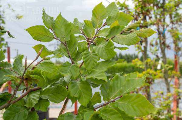 Саженцы бук лесной (европейский)