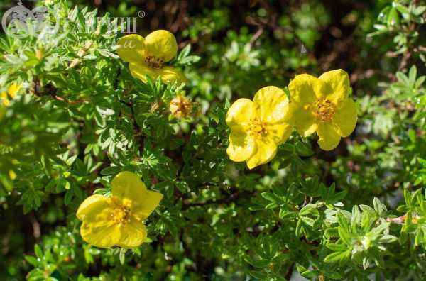 саженцы Лапчатка кустарниковая Hopleys Orange