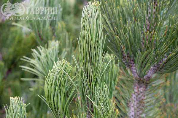 Купить сосна боснийская (гельдрейха) satellit деревья и растения