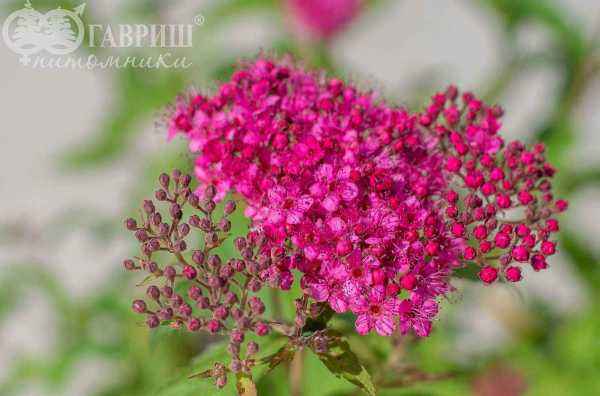 саженцы Спирея японская Neon Flash