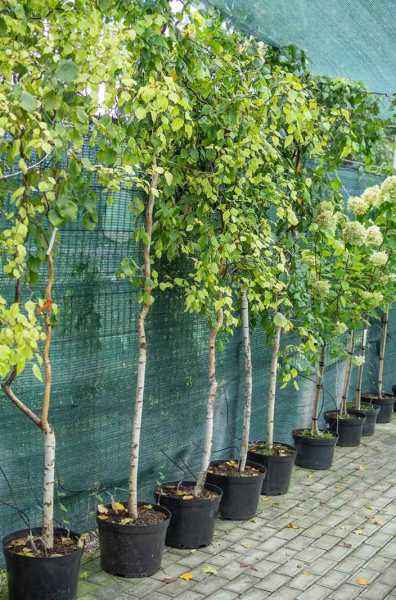 Саженцы береза бородавчатая spider alley