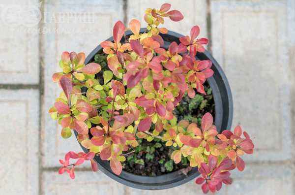 саженцы Барбарис Тунберга Pink Attraction