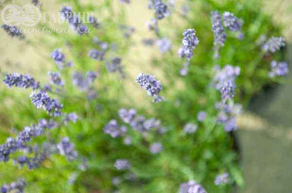 саженцы Лаванда узколистная Hidcote (Hidcote Blue)