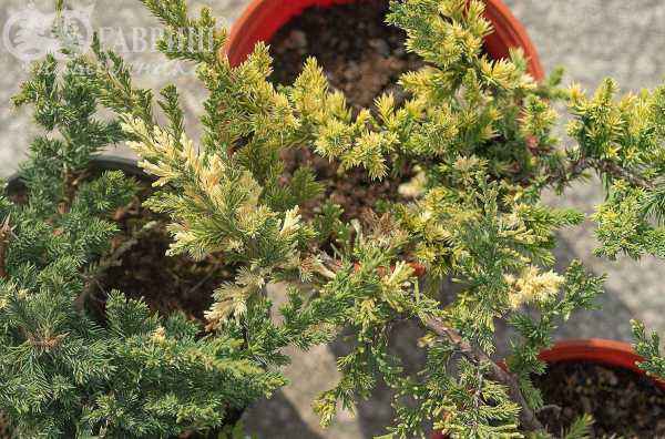 Купить можжевельник китайский expansa variegata деревья и растения