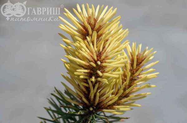 Купить сосна скрученная taylor?s sunburst деревья и растения