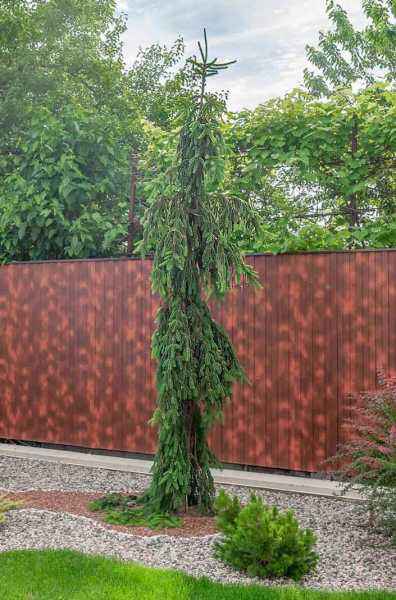 Купить ель обыкновенная inversa деревья и растения