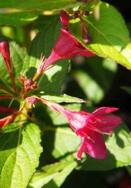 саженцы Вейгела цветущая Eva Rathke