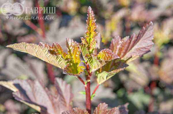 саженцы Пузыреплодник калинолистный Diabolo