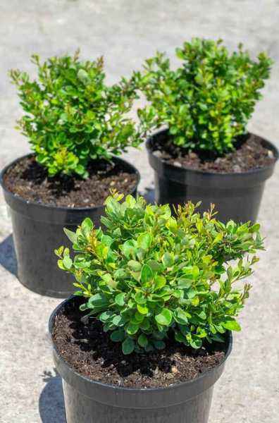 саженцы Барбарис Тунберга Kobold