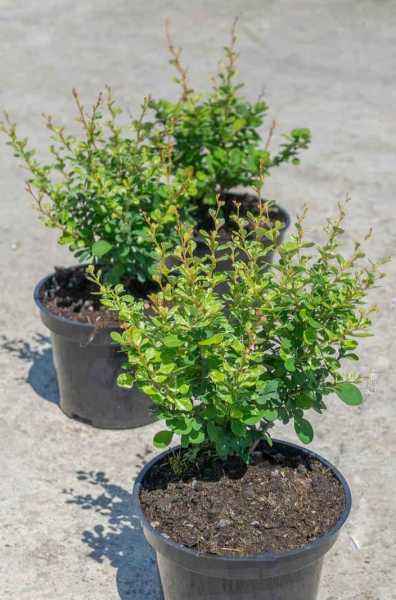 саженцы Барбарис Тунберга Kelleriis