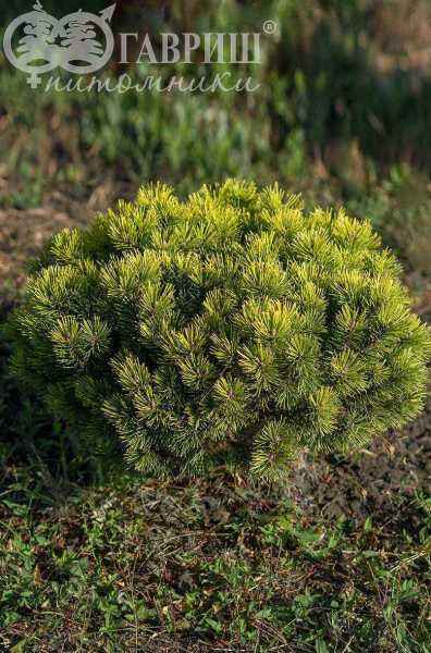 Купить сосна горная ophir деревья и растения